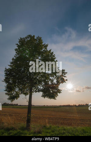 Una struttura ad albero nella parte posteriore la luce del sole al tramonto. Foto Stock