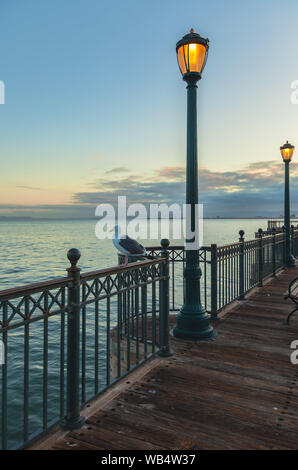 San Francisco Pier 7 in corrispondenza di primi albori, con i pali per illuminazione e un gabbiano occidentale posatoi sulla recinzione metallica, CALIFORNIA, STATI UNITI D'AMERICA Foto Stock