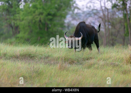 Il Bisonte indiano o Bos gaurus in Kanha Riserva della Tigre Madhya Pradesh India Foto Stock