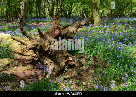 Albero caduto tra i fiori selvatici bluebells Foto Stock