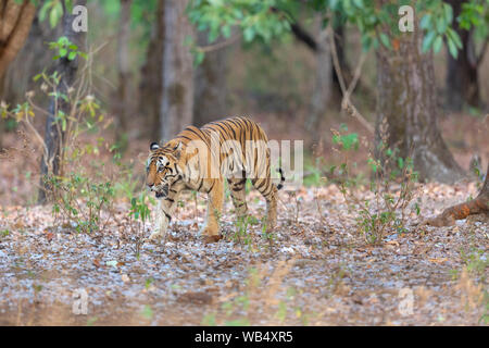 Wild Royal tigre del Bengala o Panthera Tigris Tigris in roaming Kanha Riserva della Tigre Madhya Pradesh India Foto Stock