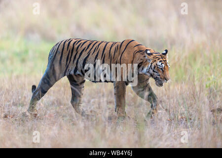 Wild Royal tigre del Bengala o Panthera Tigris Tigris in roaming Kanha Riserva della Tigre Madhya Pradesh India Foto Stock