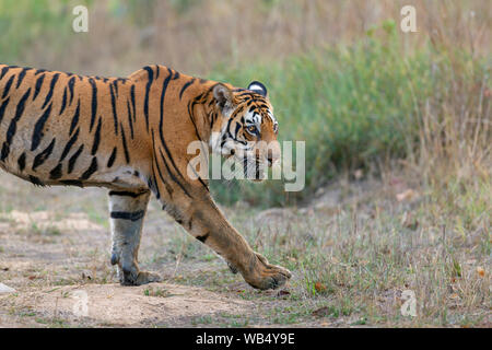 Wild Royal tigre del Bengala o Panthera Tigris Tigris in roaming Kanha Riserva della Tigre Madhya Pradesh India Foto Stock