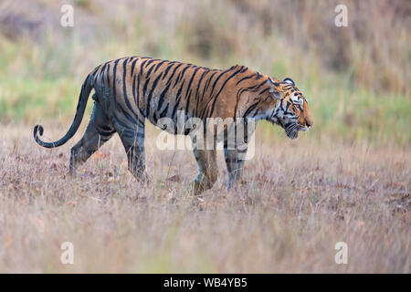 Wild Royal tigre del Bengala o Panthera Tigris Tigris in roaming Kanha Riserva della Tigre Madhya Pradesh India Foto Stock