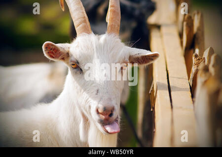 Funny bianco giallo-eyed capra con le corna ricurve mostra la sua lingua su una soleggiata giornata estiva, stando in piedi vicino alla recinzione. Foto Stock