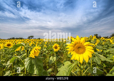 I campi di girasole Portglenone Irlanda del Nord Foto Stock