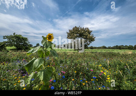 I campi di girasole Portglenone Irlanda del Nord Foto Stock