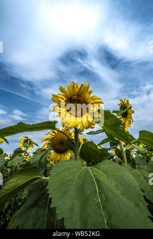 I campi di girasole Portglenone Irlanda del Nord Foto Stock