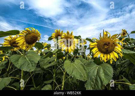 I campi di girasole Portglenone Irlanda del Nord Foto Stock