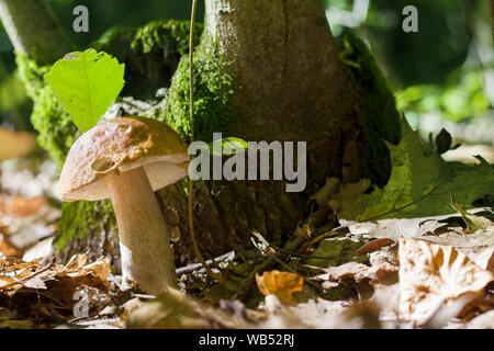 Boletus cresce vicino la canapa nella soleggiata foresta. Organico naturale di piante e funghi che crescono in legno Foto Stock