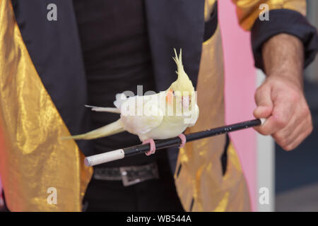 Il pappagallo giallo siede sulla procedura guidata di bacchetta .un verde parrocchetto seduto su una mano d'uomo, grazioso uccello Foto Stock