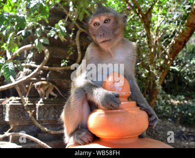 Macachi da antiche rovine della giungla cambogiana in Oudong Foto Stock