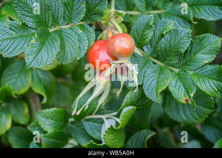 Close-up di due rossi maturi e di rosa canina (Rosa canina, rose haw, rose hep), accessorio frutti di una pianta di rose. Foto Stock