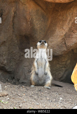 Los Angeles, California, Stati Uniti d'America 23 Agosto 2019 Un Meerkat presso lo Zoo di Los Angeles il 23 agosto 2019 a Los Angeles, California, USA. Foto di Barry re/Alamy Stock Photo Foto Stock