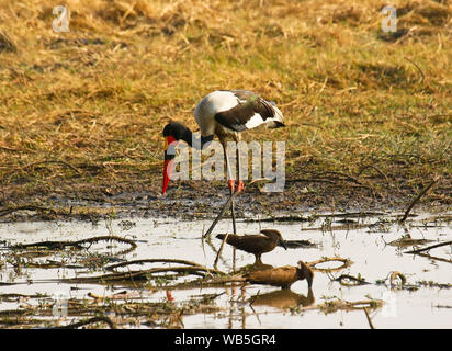 Il maschio della Saddlebill stork, African jabiru aeroporto, (Ephippiorhynchus senegalensis) e Hamerkop (Scopus umbretta). Busanga Plains. Parco Nazionale di Kafue. Zambia Foto Stock