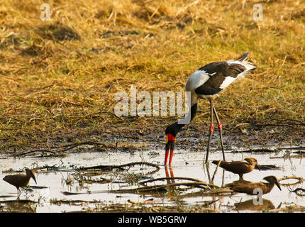 Il maschio della Saddlebill stork, African jabiru aeroporto, (Ephippiorhynchus senegalensis) e Hamerkop (Scopus umbretta). Busanga Plains. Parco Nazionale di Kafue. Zambia Foto Stock