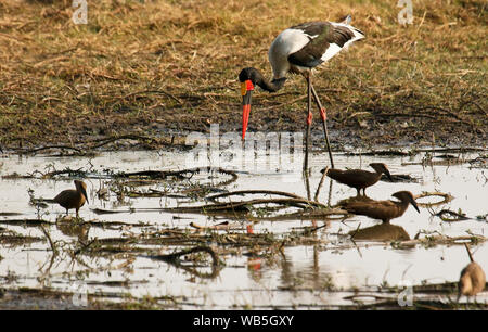 Il maschio della Saddlebill stork, African jabiru aeroporto, (Ephippiorhynchus senegalensis) e Hamerkop (Scopus umbretta). Busanga Plains. Parco Nazionale di Kafue. Zambia Foto Stock