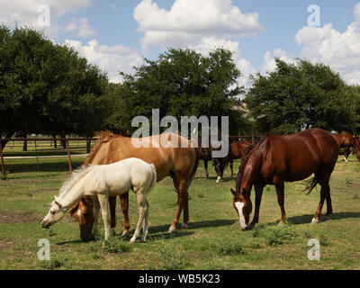 Residenti equina del cannone Quarter Horse Ranch vicino a Venere, Texas Foto Stock