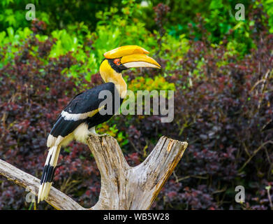 Great Indian hornbill bird seduto su un albero superiore, tropicale e vulnerabile specie animale da Asia Foto Stock