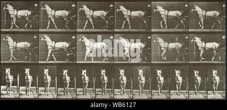 Eadweard Muybridge - Passeggiate, Sulky, LightGray mare, Katydid Foto Stock