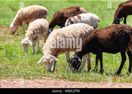 Gregge di pecore che pascolano sull’erba estiva del Botswana. Foto Stock