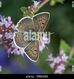 Fuligginosa rame (Lycaena tityrus), maschile seduto su fioritura di timo, Burgenland, Austria Foto Stock