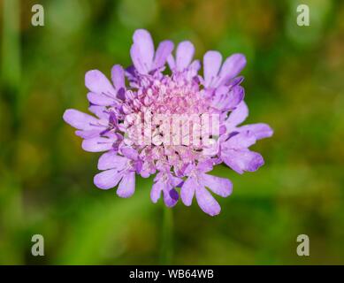 Flower, Piccione scabious (Scabiosa colombari), Alta Baviera, Baviera, Germania Foto Stock