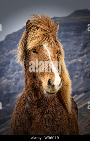 Cavallo islandese in pascolo vicino a VIK, Islanda Foto Stock