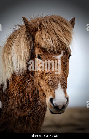 Majestic rappresentare da un cavallo islandese vicino a VIK, Islanda Foto Stock