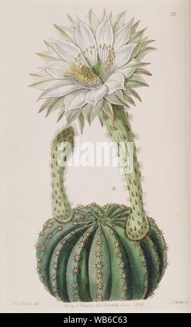 Echinopsis eyriesii (Echinocactus eyriesii var. glaucus) Edwards's Bot. Reg. 24 31. 1838. Foto Stock