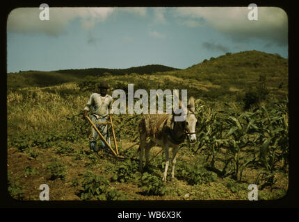 Farm Security Administration mutuatario arando il suo giardino con uno dei pochi aratri utilizzati sull'isola, vicinanze di Frederiksted, St. Croix, Isole Vergini Abstract/medio: 1 diapositiva : colore. Foto Stock