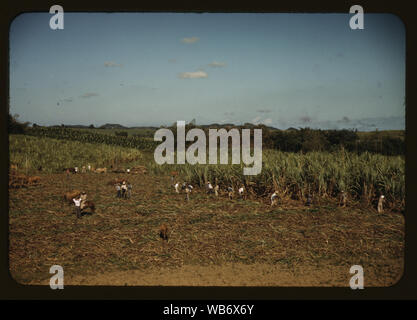 Farm Security Administration mutuatari di raccolta della canna da zucchero in modo cooperativo in una fattoria in prossimità del Rio Piedras, Puerto Rico Abstract/medio: 1 diapositiva : colore. Foto Stock