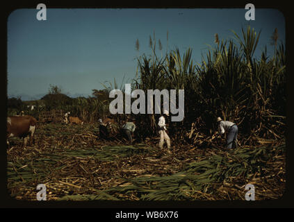 Farm Security Administration mutuatari di raccolta della canna da zucchero in modo cooperativo in una fattoria in prossimità del Rio Piedras, Puerto Rico Abstract/medio: 1 diapositiva : colore. Foto Stock