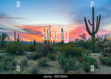 Tramonto nel Parco nazionale del Saguaro con Saguaros in primo piano. In Arizona. Stati Uniti d'America Foto Stock