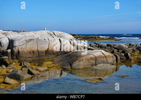 Seagull su levigate rocce di granito accanto all'Oceano Atlantico vicino a Peggy's Cove, Nova Scotia Foto Stock