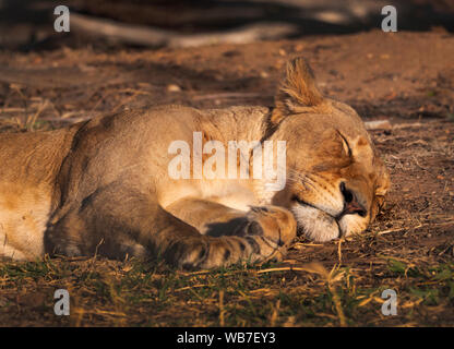 Una femmina di lion Panthera leo, addormentato nel suo composto in un programma di riproduzione in cattività. Foto Stock