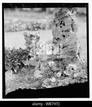 Fiori Abstract/medio: G. Eric e Edith Matson Collezione fotografica Foto Stock