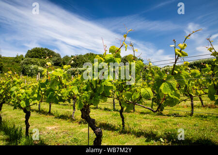 Regno Unito, Inghilterra, isole Scilly, St Martin's, maggiore città, St Martin's Vineyard, uva cresce su vitigni di mare Foto Stock