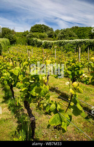 Regno Unito, Inghilterra, isole Scilly, St Martin's, maggiore città, St Martin's Vineyard, uva cresce su vitigni di mare Foto Stock