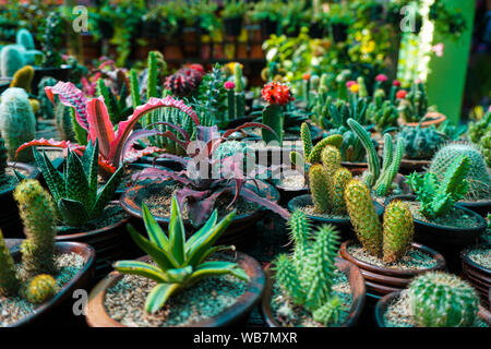 Raccolta di vari cactus e le piante succulente in vasi differenti. Un Cactus plurale Cacti è un blocco che genera naturalmente nel deserto biomi e Mesa Foto Stock