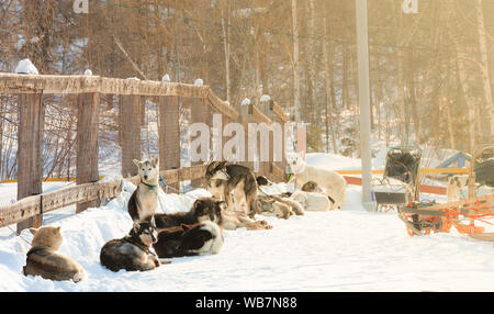 Cani rilassarsi prima di iniziare le slitte trainate dai cani gara Foto Stock