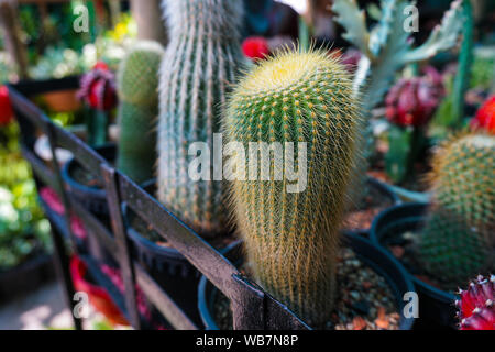 Il Cactus che cresce in ceramica. Decorate i cactus sono in aumento la bellezza. Foto Stock