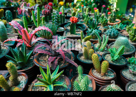 Bellissimi cactus che cresce in ceramica. Decorate i cactus sono in aumento la bellezza. Scoprire più circa il tipo di cactus piante disponibile qui. Foto Stock