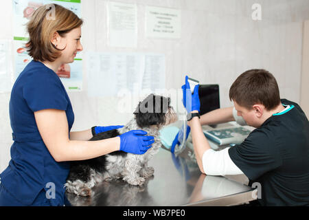 Un veterinario non fa una ecografia del cane con gli occhi in ufficio. Assistant aiuta a mantenere il cane quando il medico è un veterinario facendo un medico exami Foto Stock