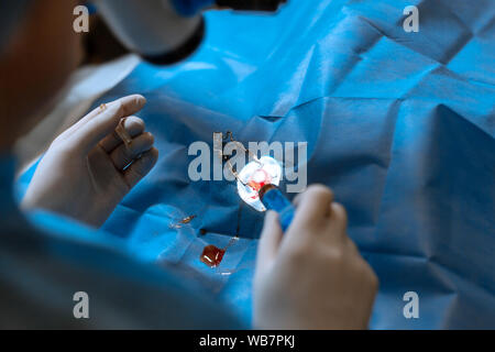 Pet chirurgo oftalmologo facendo difficile operazione sul cane ferito occhio. Foto Stock