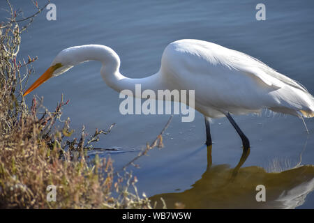 Airone bianco maggiore bird guadare in acqua vicino alla riva. Foto Stock