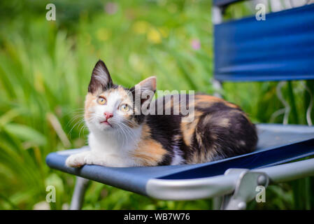 Poco carino gattino tricolore giacente nel giardino estivo Foto Stock