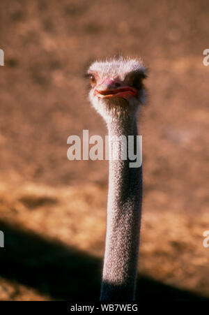 Malibu, California, Stati Uniti d'America 6 Novembre 1994 Uno struzzo a vantaggio di migliori amici Santuario animale il 6 novembre 1994 a Saddlebrook Ranch in Malibu, California, Stati Uniti d'America. Foto di Barry re/Alamy Stock Photo Foto Stock