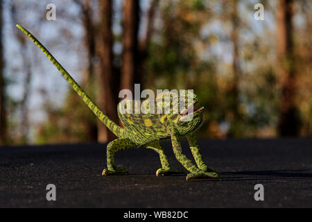 13 Mar 2005-Indian camaleonte, Chamaeleo zeylanicus, sulla strada di Malshej ghat in i Ghati occidentali montagne Maharashtra india asia Foto Stock