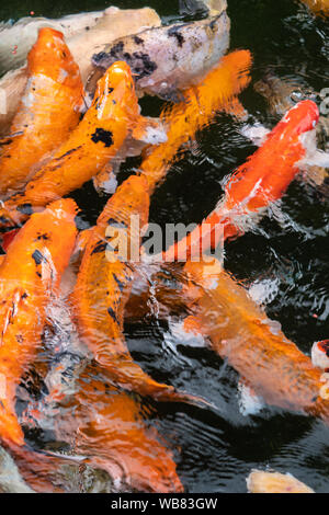 Fotografia di molti pesci che nuotano fianco a fianco in acqua fresca Foto Stock